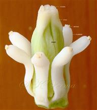  Stamens and Pistil